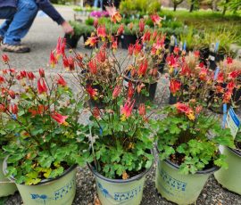 260428 Aquilegia canadensis 'Little Lanterns' 260428 Aquilegia canadensis 'Little Lanterns'