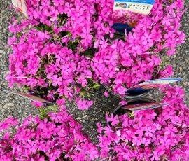 260428 Phlox subulata 'Dummond's Pink' 260428 Phlox subulata 'Dummond's Pink'