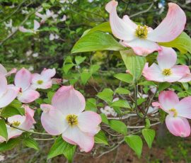 260505 Pink Dogwood Flowers 260505 Pink Dogwood Flowers