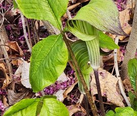 260506 ARISAEMA TRIPHYLLUM 260506 ARISAEMA TRIPHYLLUM