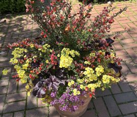 260506 DEBBY HOLZ PLANTER PHOTO 260506 DEBBY HOLZ PLANTER PHOTO