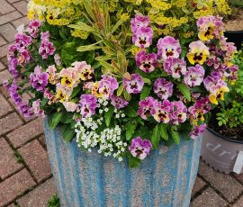 260506 PLANTER ARRANGEMENT 260506 PLANTER ARRANGEMENT