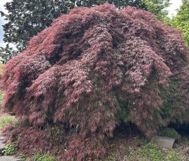 G. Pappalardo Japanese Maple G. Pappalardo Japanese Maple