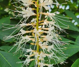 260712 Aesculus Parviflora