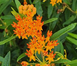260712 Asclepias Tuberosa