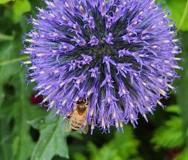 260712 Echinops Ritro