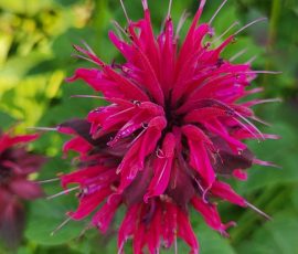 260712 Monarda Spp