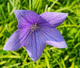 260712 Platycodon Grandiflorus