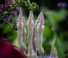 Steve Kanan Sunday Saunter 7-12-26