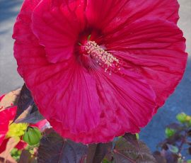 260805 Hibiscus Moscheutos 'Mars Madness ' Close-up 260805 Hibiscus Moscheutos 'Mars Madness ' Close-up