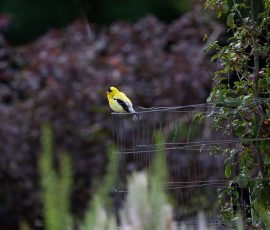 Steve Kanan Saturday Saunter Steve Kanan Saturday Saunter