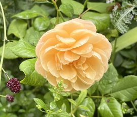260902 LisaB Apricot Colored Rose 260902 LisaB Apricot Colored Rose