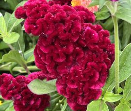 260902 LisaB Celosia 'Cramer's Burgundy' 260902 LisaB Celosia 'Cramer's Burgundy'