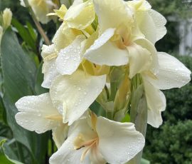 260902 LisaB Pale Yellow Canna 260902 LisaB Pale Yellow Canna