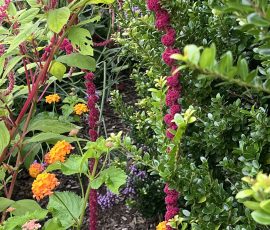 Amaranthus 'love lies bleeding' 260909 Amaranthus 'love lies bleeding' 260909