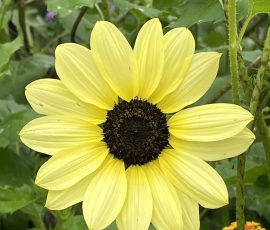 Helianthus 260909 Helianthus 260909