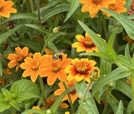 Zinnias 260909 Zinnias 260909