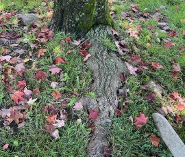 Acer Saccharum 'Bonfire' Girdling Roots