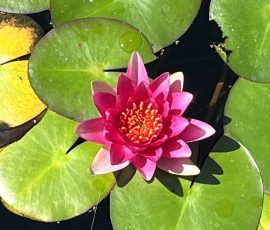 Water Lily
