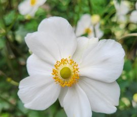Anemone Honorine Jobert