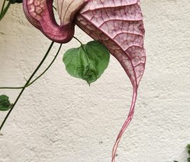 Mystery Pitcher Flower