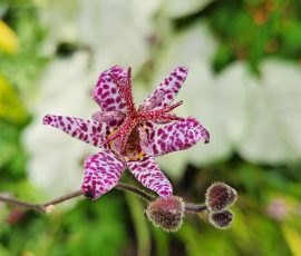 Tricyrtis Hirta