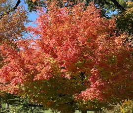 Acer Saccharum