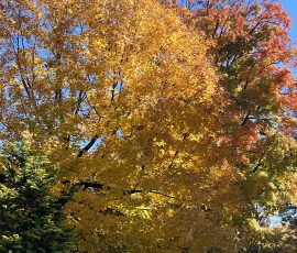 Yellow Fall Foliage